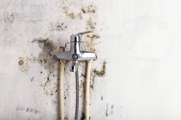 Best Mold Remediation  in University At Buffalo, NY