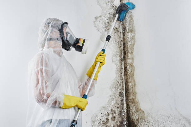 University At Buffalo, NY Mold Removal Company