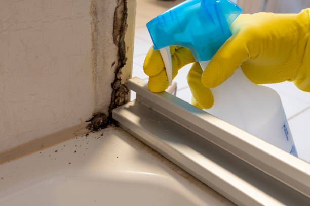 Best Attic Mold Removal  in University At Buffalo, NY
