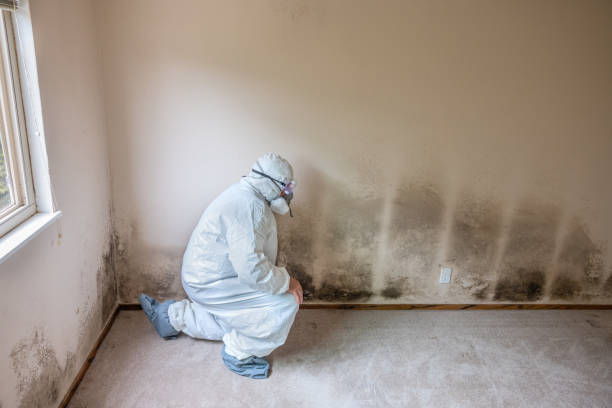 Best Emergency Mold Removal  in University At Buffalo, NY