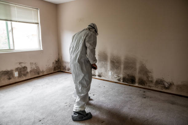 Best Mold Damage Repair  in University At Buffalo, NY