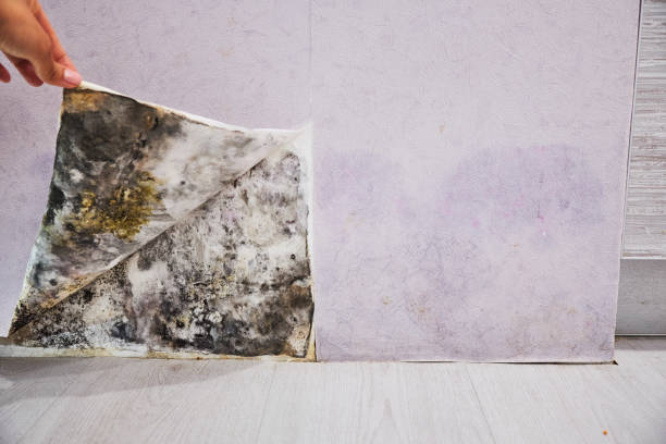 Best Toxic Mold Removal  in University At Buffalo, NY